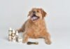 Chiwi’s Pet Care, la cosmética natural para animales que fomenta la adopción